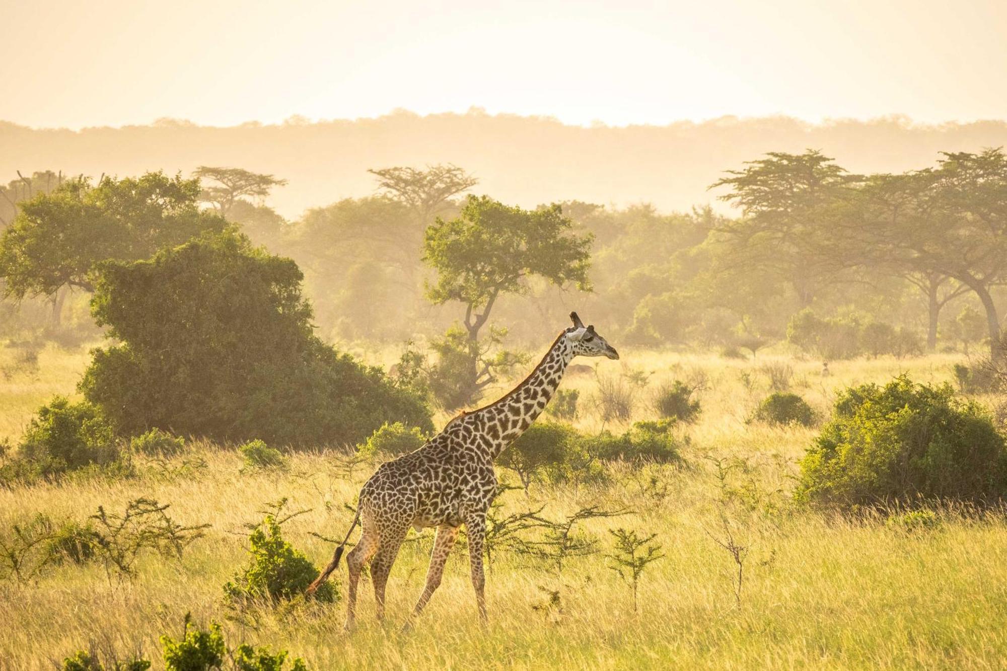 Simply Saadani Camp, A Tent With A View Safaris Mkwaja Exterior foto