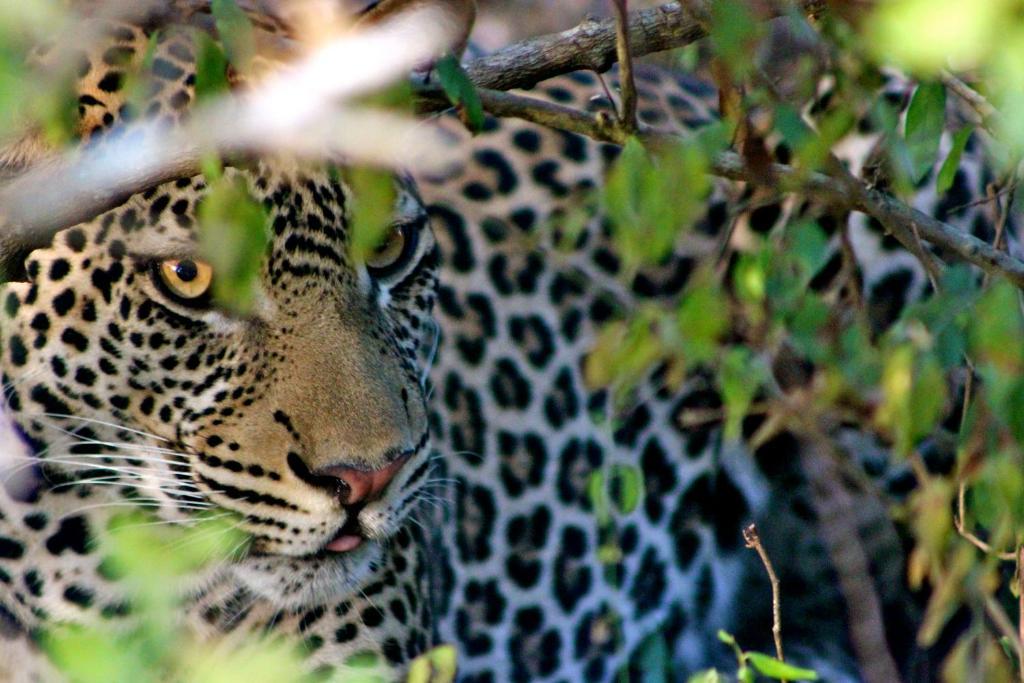 Simply Saadani Camp, A Tent With A View Safaris Mkwaja Exterior foto