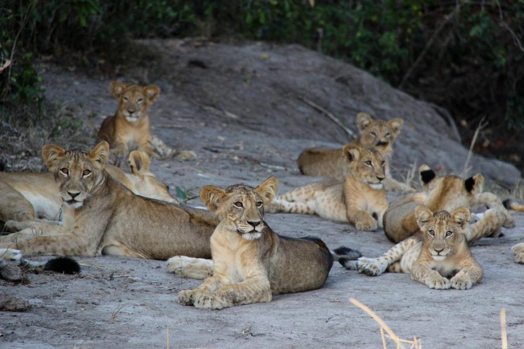 Simply Saadani Camp, A Tent With A View Safaris Mkwaja Exterior foto